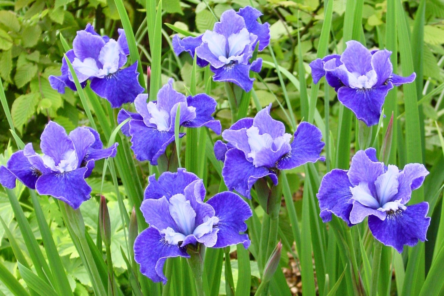 Iris sibirica 'Regency Belle' Sibirische Schwertlilie