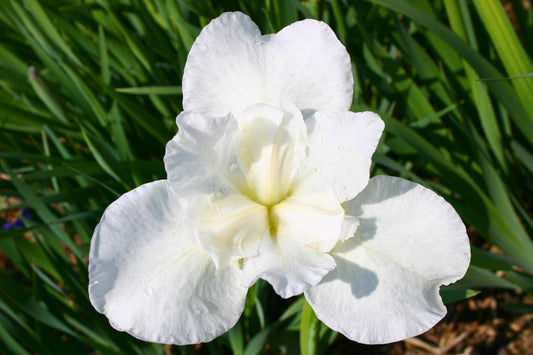 Iris sibirica 'Marshmallow Frosting' Sibirische Schwertlilie