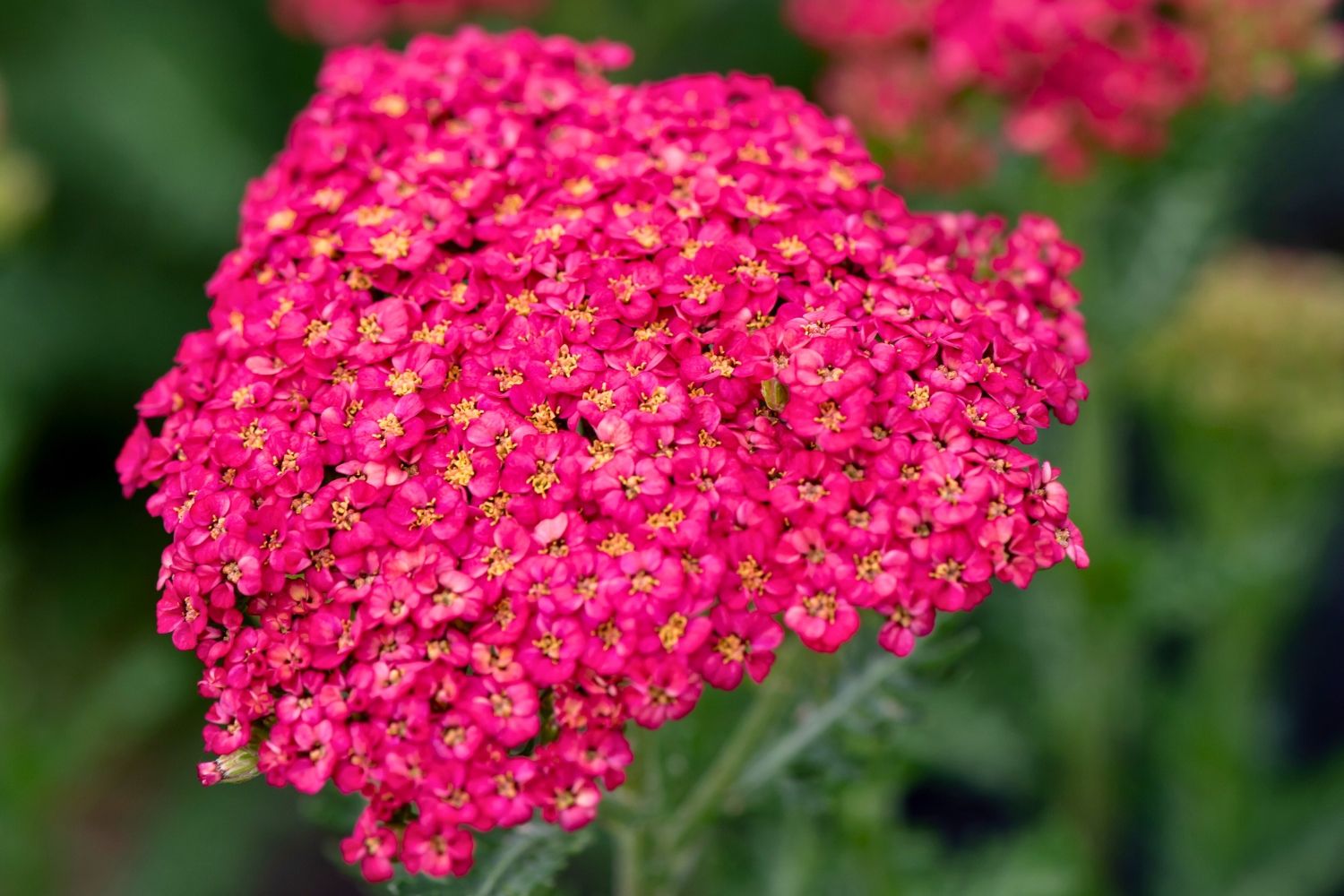 Achillea millefolium 'Sassy Summer Taffy' ® Schafgarbe