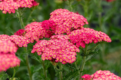 Achillea millefolium 'Sassy Summer Taffy' ® (Schafgarbe)