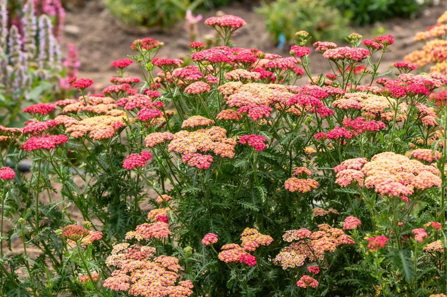 Achillea millefolium 'Sassy Summer Taffy' ® (Schafgarbe)