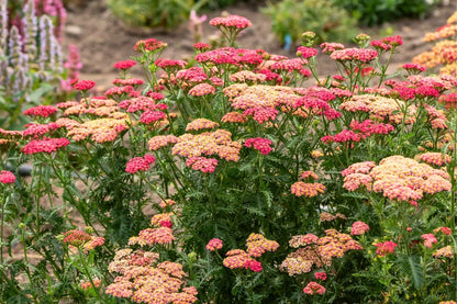 Achillea millefolium 'Sassy Summer Taffy' ® (Schafgarbe)