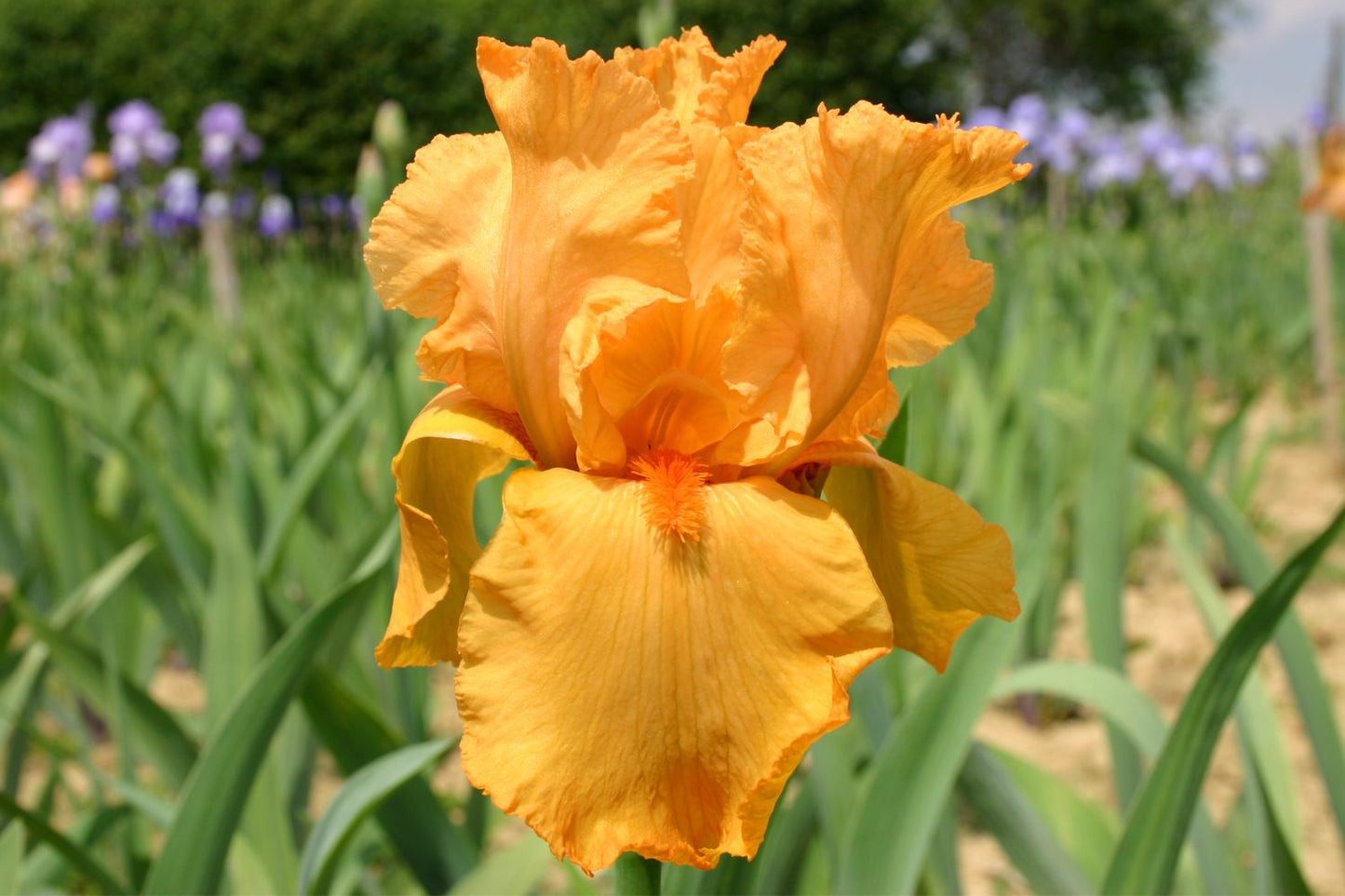 Iris Barbata-Elatior 'Marcel Turbat' Hohe Bartschwertlilie
