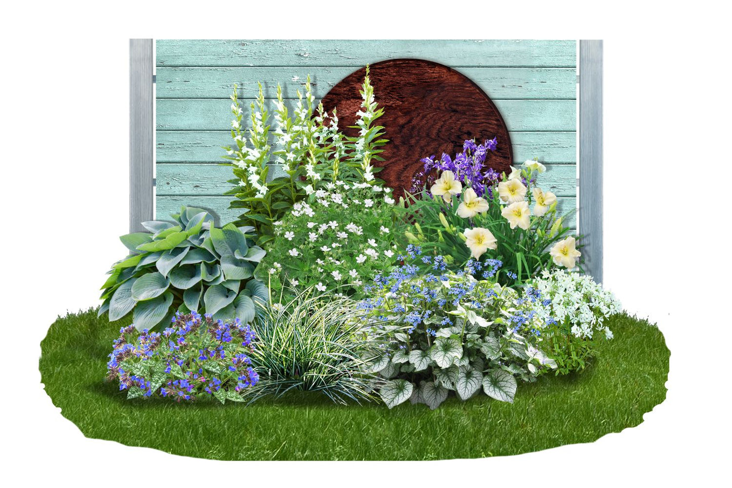 Brunnera-Paket 'Frosty' Blatt- und Blütenschmuck in kühl-eleganten Tönen