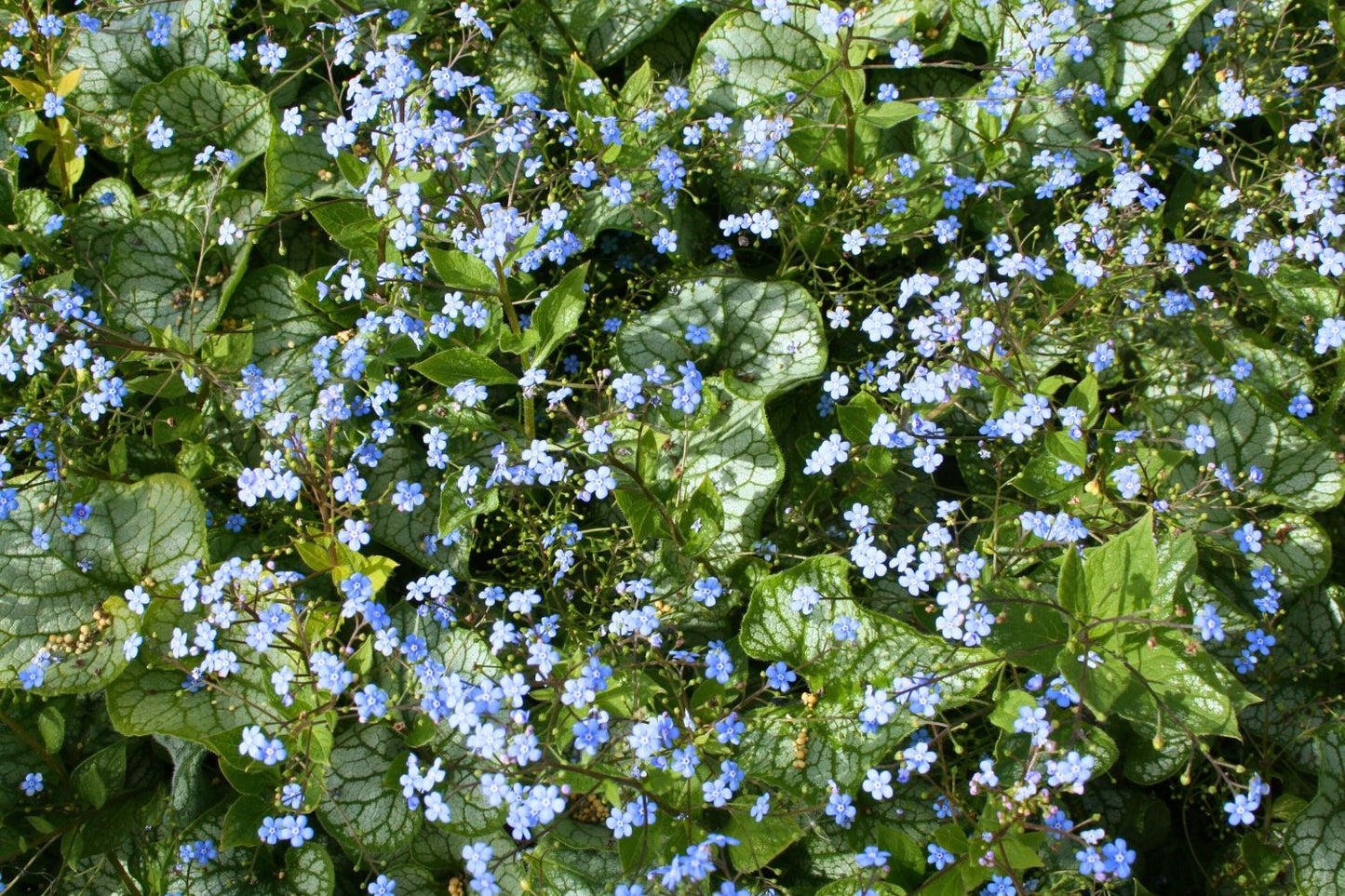 Brunnera-Paket 'Frosty' (Blatt- und Blütenschmuck in kühl-eleganten Tönen)