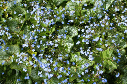 Brunnera-Paket 'Frosty' (Blatt- und Blütenschmuck in kühl-eleganten Tönen)