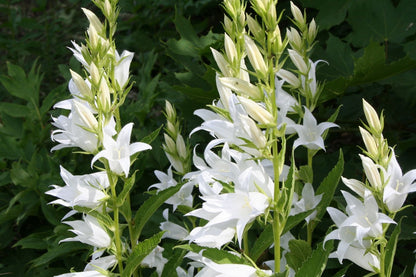 Brunnera-Paket 'Frosty' (Blatt- und Blütenschmuck in kühl-eleganten Tönen)