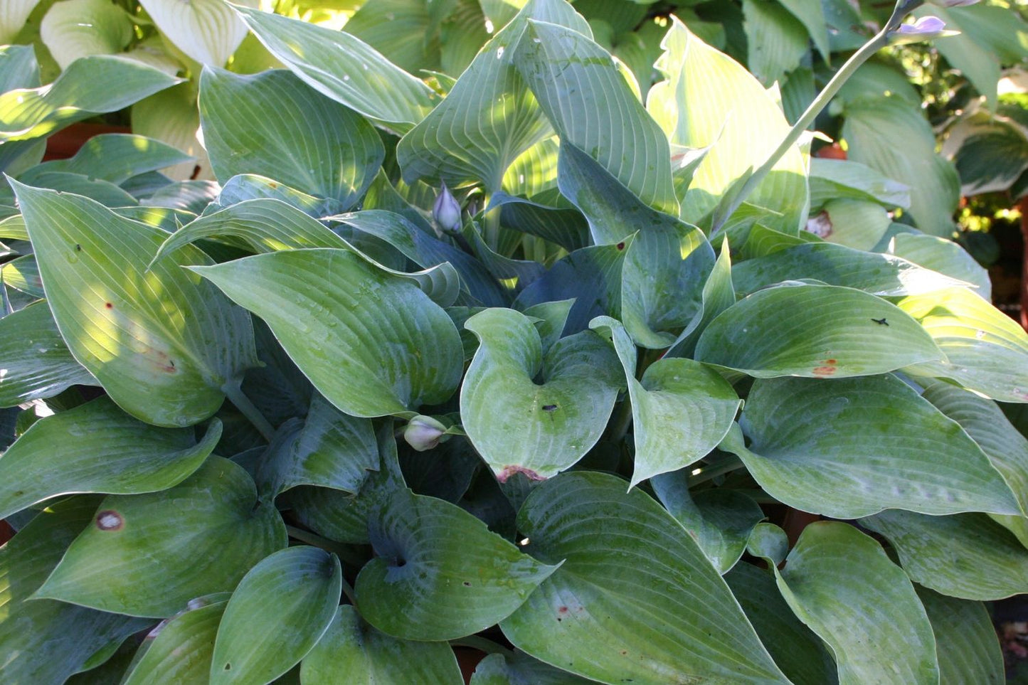 Brunnera-Paket 'Frosty' (Blatt- und Blütenschmuck in kühl-eleganten Tönen)