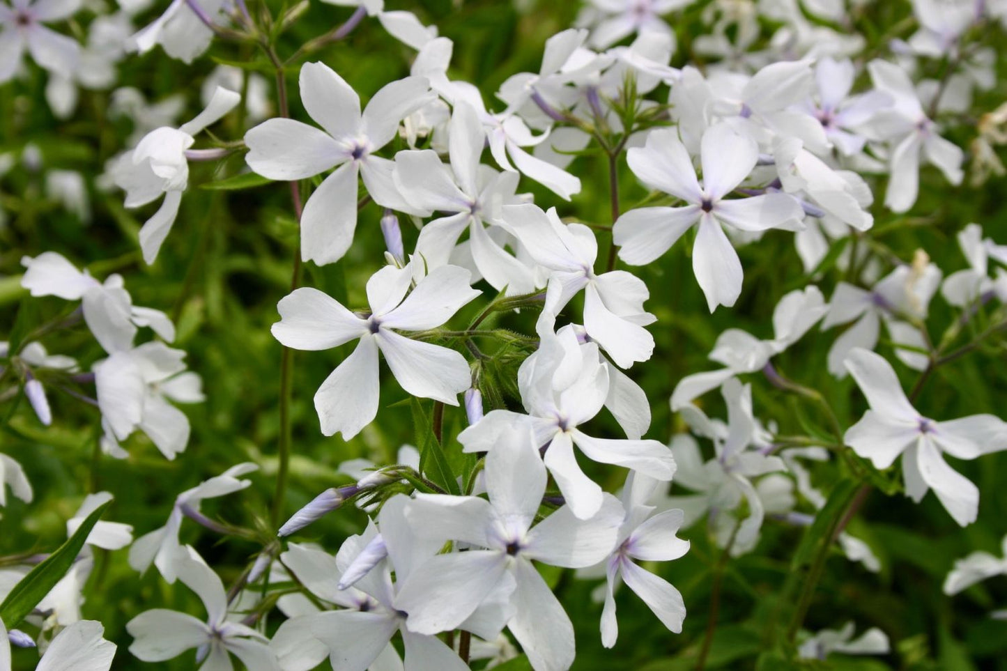 Brunnera-Paket 'Frosty' (Blatt- und Blütenschmuck in kühl-eleganten Tönen)