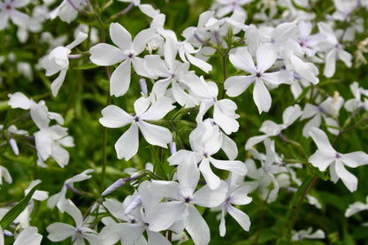Brunnera-Paket 'Frosty' (Blatt- und Blütenschmuck in kühl-eleganten Tönen)