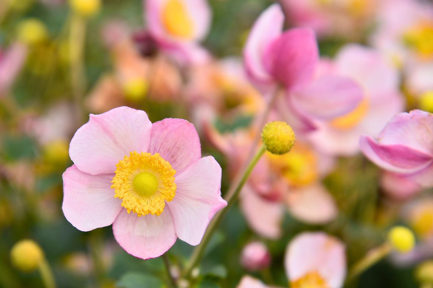 Anemone 'Summer Breeze Baby Pink' Herbst-Anemone