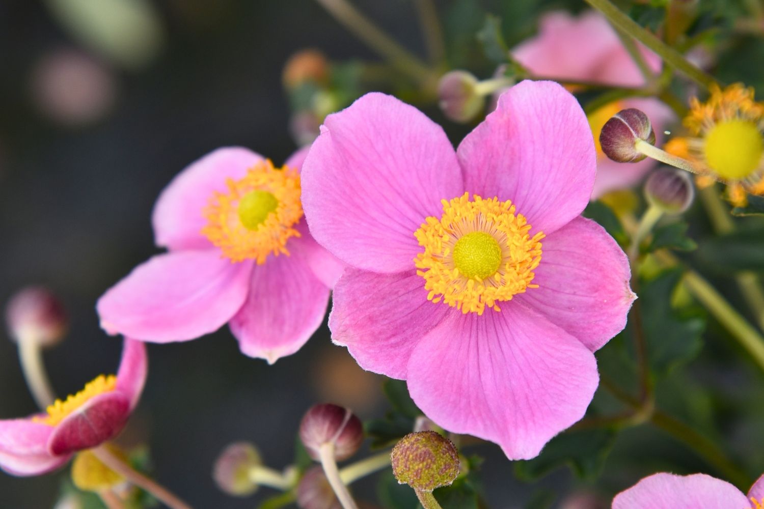 Anemone 'Summer Breeze Bright Pink' Herbstanemone