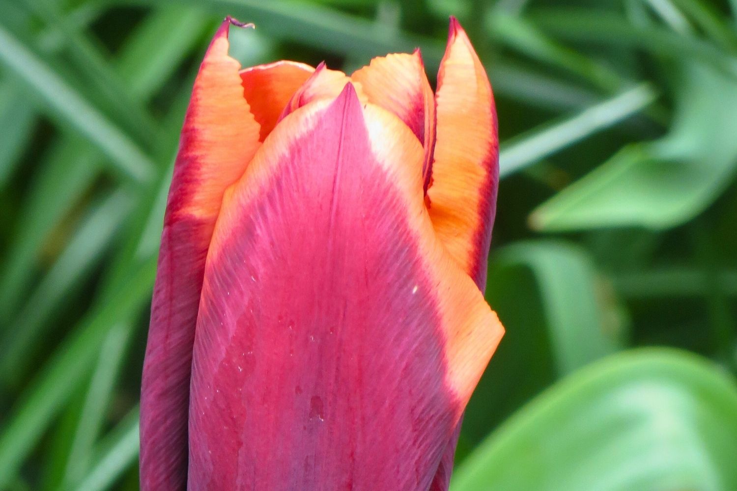 Tulipa 'Slawa' Triumph-Tulpe