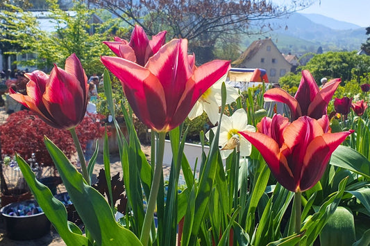 Tulipa 'Slawa' Triumph-Tulpe
