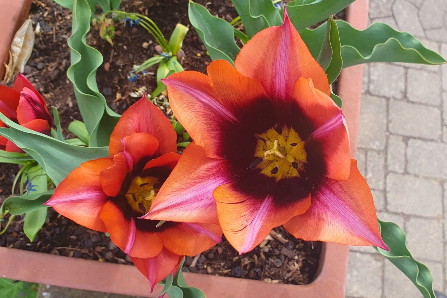 Tulipa 'Slawa' (Triumph-Tulpe)