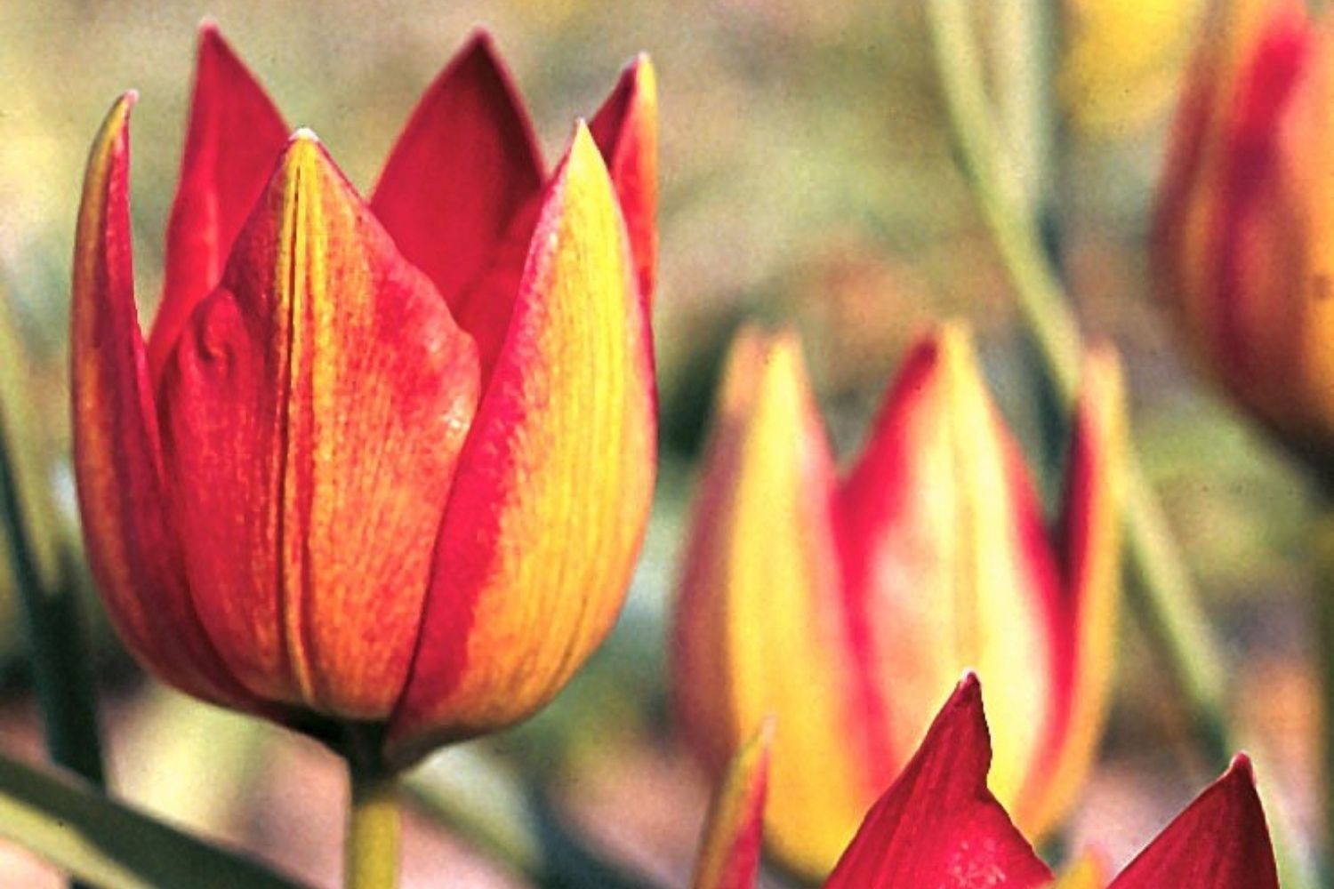 Tulipa hageri Balkan-Tulpe