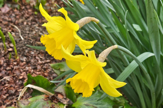 Narcissus 'Exception' Trompeten-Narzisse