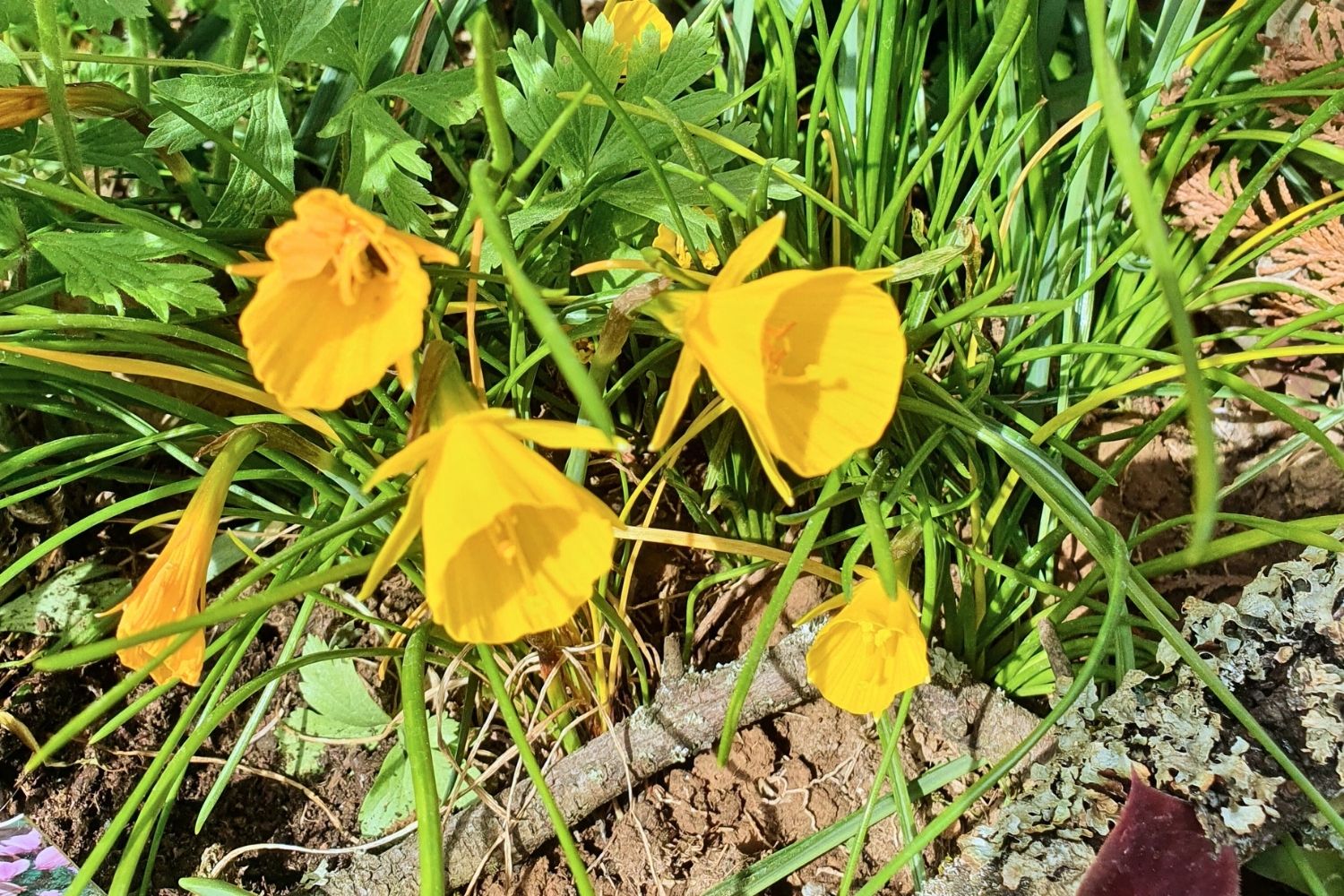 Narcissus bulbocodium conspicuus Reifrock-Narzisse