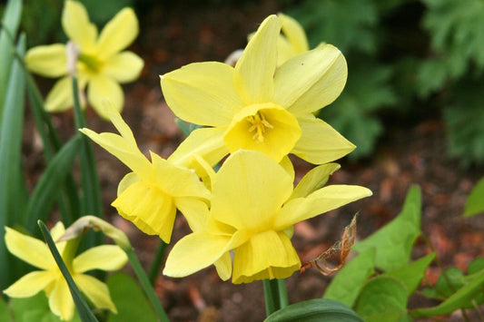 Narcissus triandrus 'Stint' Engelstränen-Narzisse