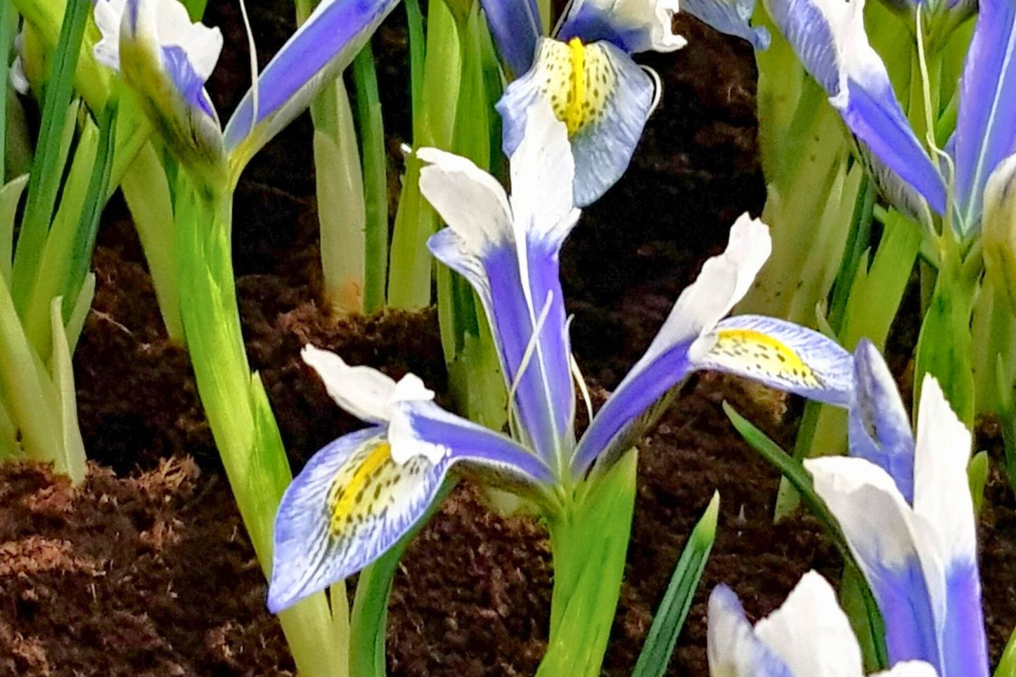 Iris reticulata 'Sea Breeze' Netzblatt-Schwertlilie