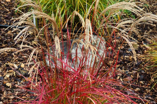 Miscanthus sinensis 'Ruby Cute' Halbhohes Chinaschilf