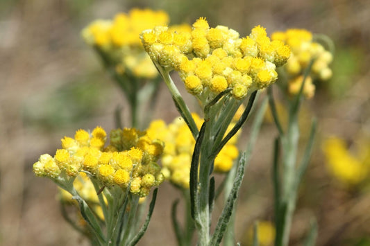 Helichrysum italicum 'Dwarf Curry' Currykraut