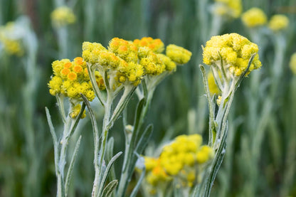 Helichrysum italicum 'Dwarf Curry' (Currykraut)