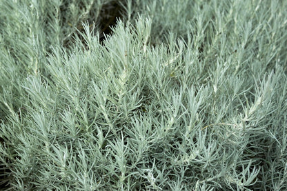 Helichrysum italicum 'Dwarf Curry' (Currykraut)