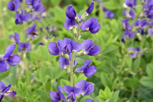 Baptisia Decadence ® 'Blueberry Sundae' Färberhülse