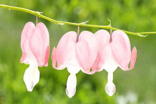 Dicentra spectabilis 'Cupid' ® Tränendes Herz | Hohe Herzblume
