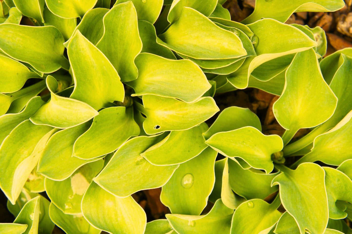 Hosta 'Sun Mouse' Funkie | Herzblattlilie