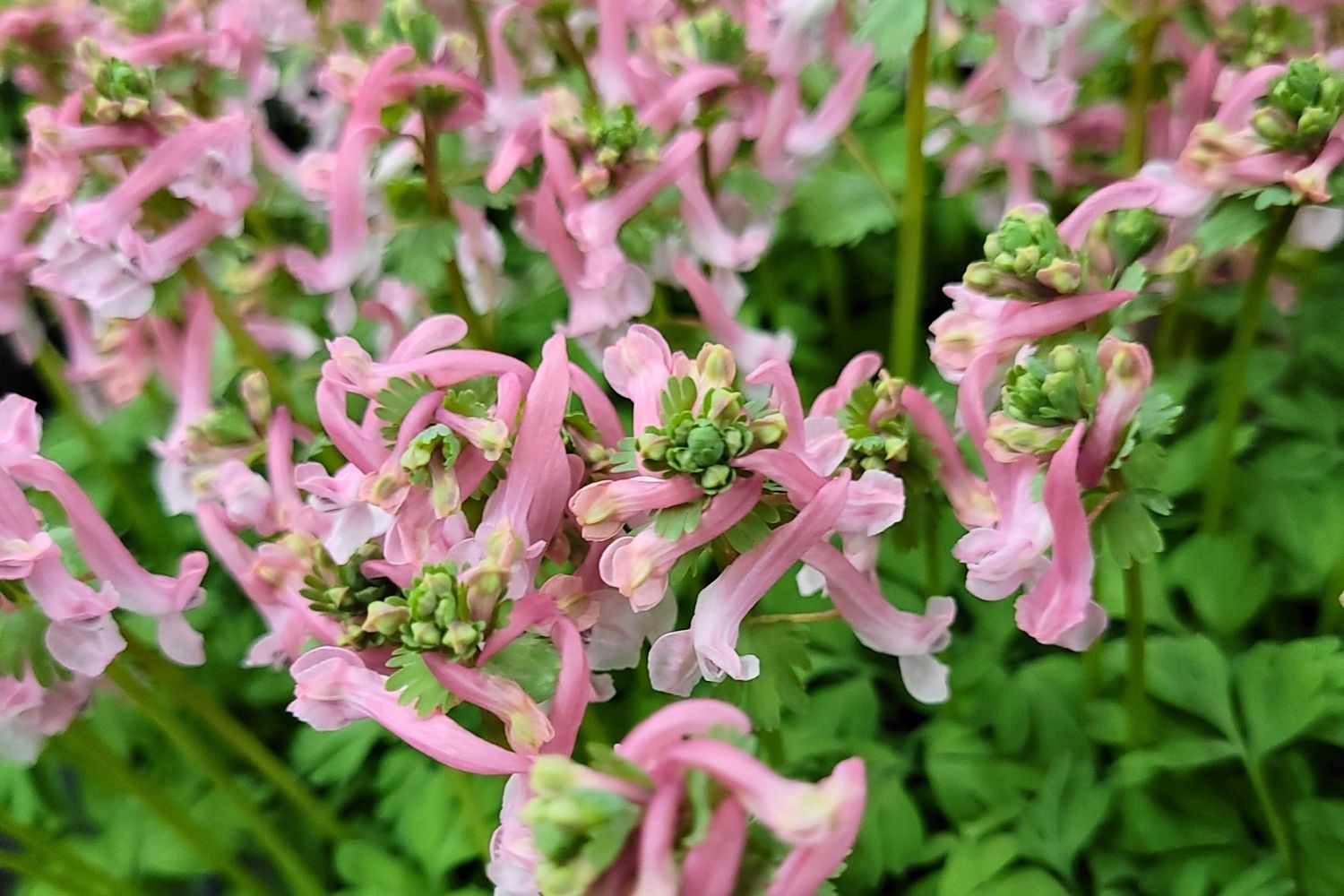 Corydalis solida 'Beth Evans' Festknolliger Lerchensporn