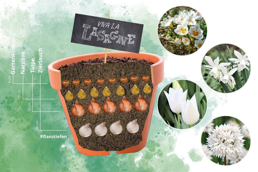 Blumenzwiebel-Lasagne 'Weiß' Blumenzwiebelpaket