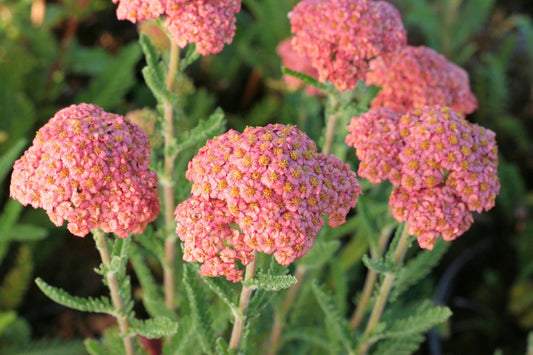 Achillea millefolium 'Firefly Peach Sky' Schafgarbe