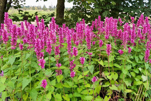 Agastache 'Danish Delight' ® Duftnessel