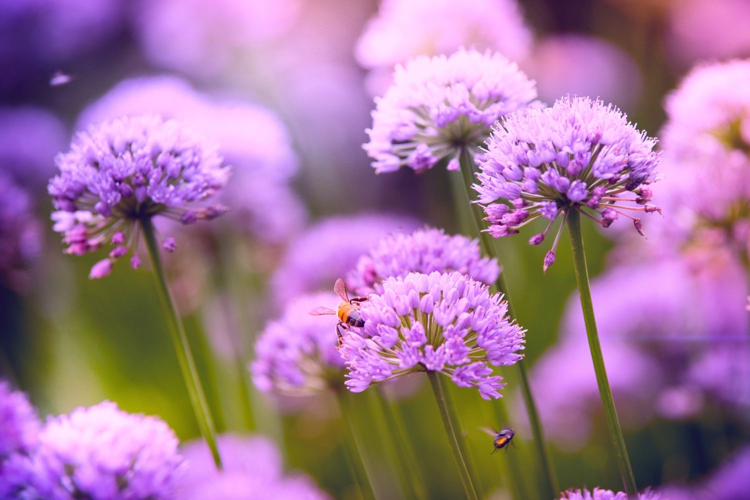 Allium 'Serendipity' Zierlauch