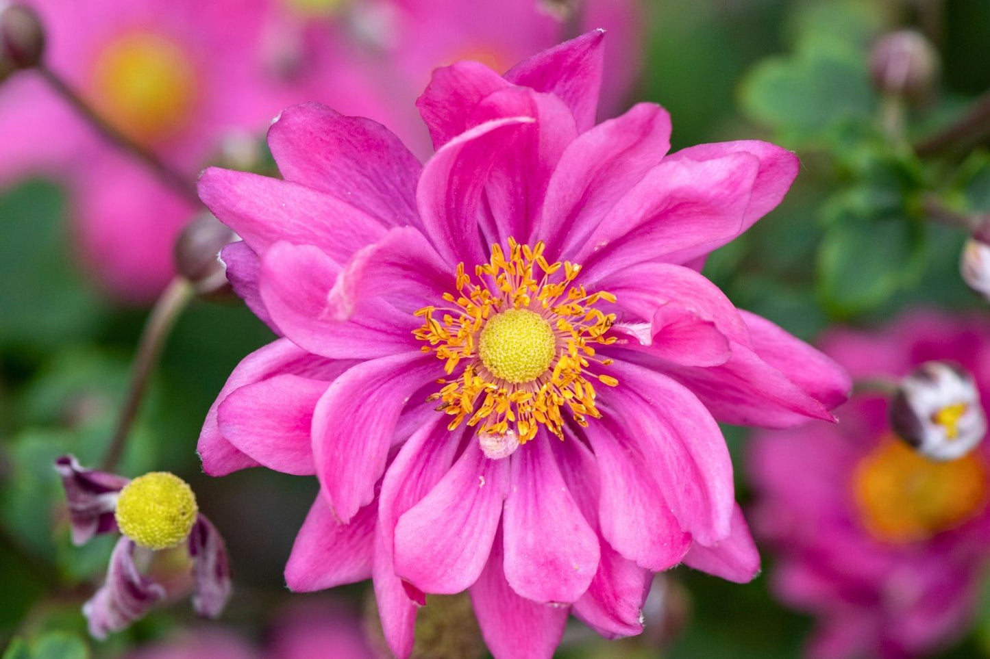 Anemone 'Garden Breeze Rosy Red' ® Herbstanemone