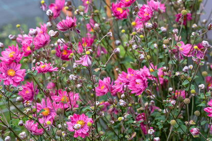 Anemone 'Garden Breeze Rosy Red' ® (Herbstanemone)