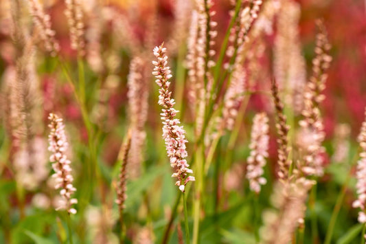 Bistorta amplexicaulis 'JS Misty Morning' ® Kerzenknöterich