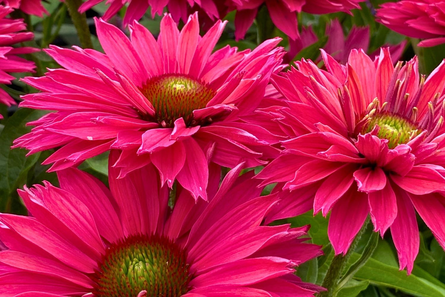 Echinacea 'SunSeekers Sweet Fuchsia' ® Scheinsonnenhut