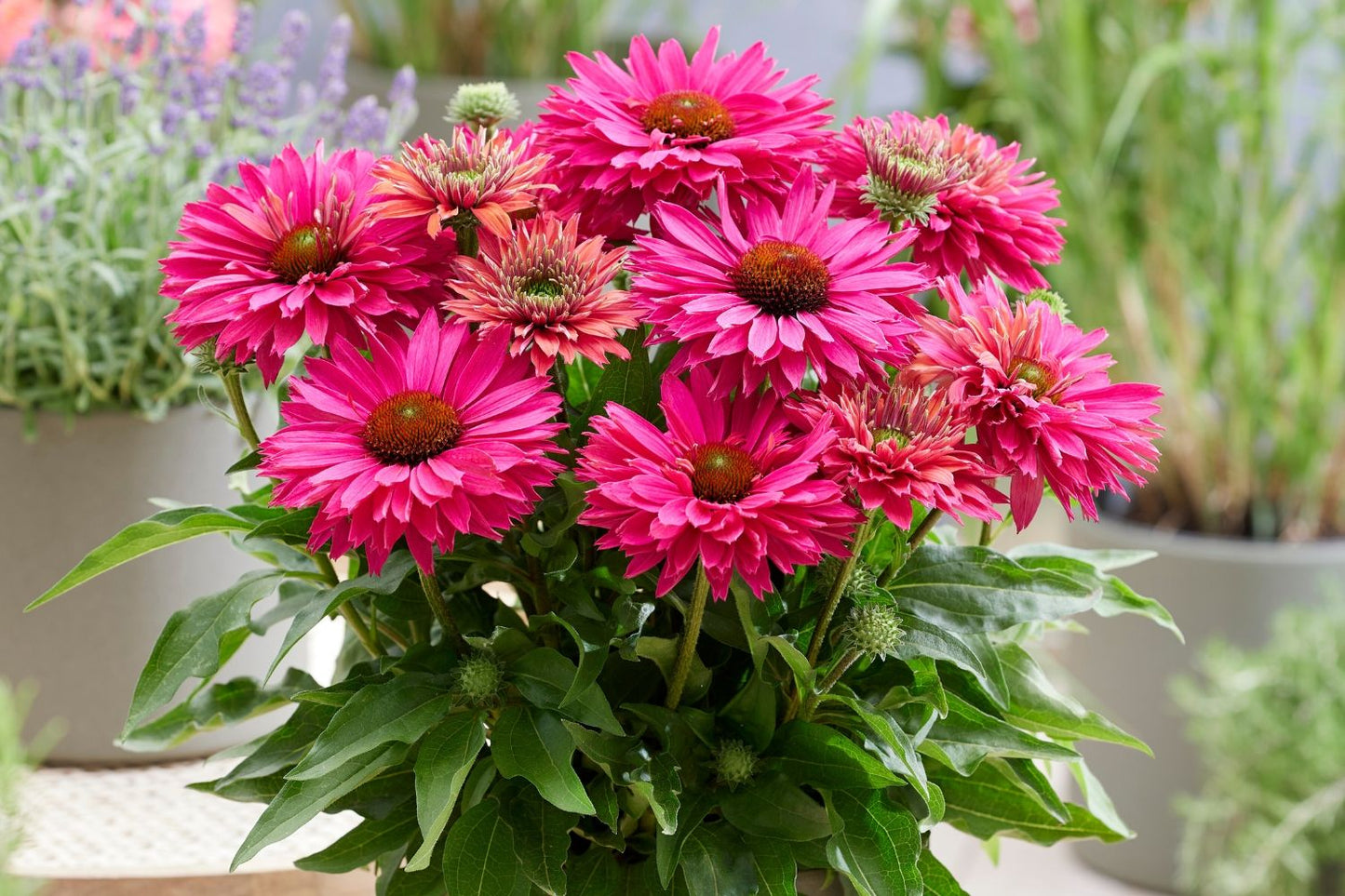 Echinacea 'SunSeekers Sweet Fuchsia' ® (Scheinsonnenhut)