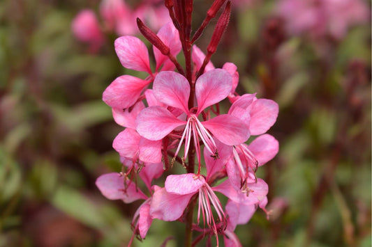 Gaura lindheimeri 'Baby Butterfly® Dark Pink' Prachtkerze