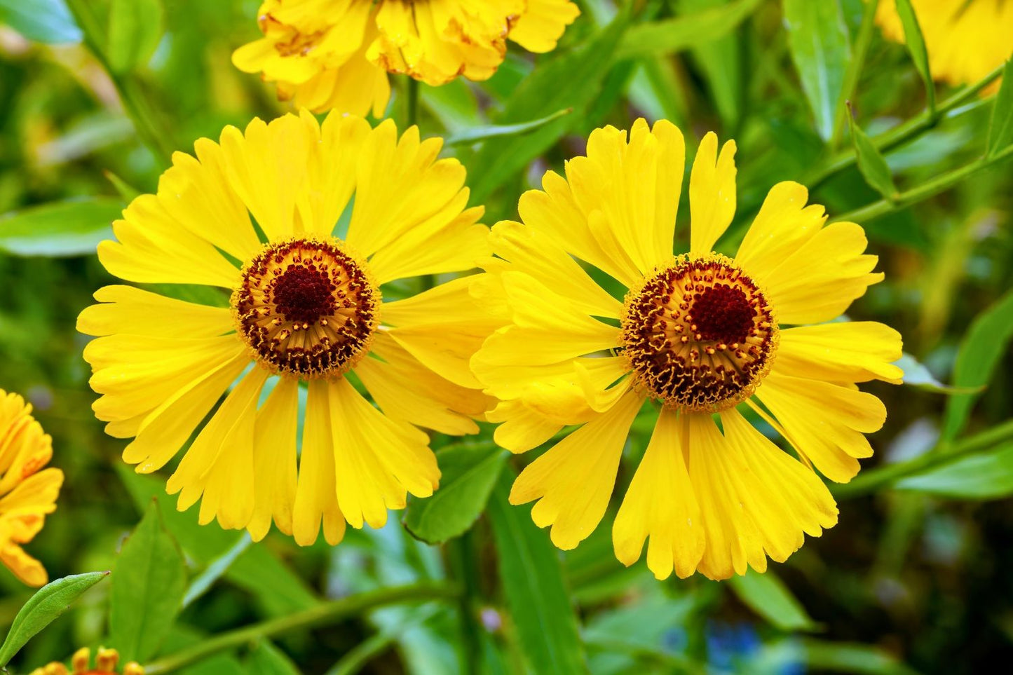 Helenium 'Wesergold' Sonnenbraut