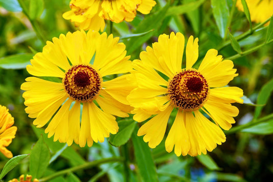 Helenium 'Wesergold' Sonnenbraut