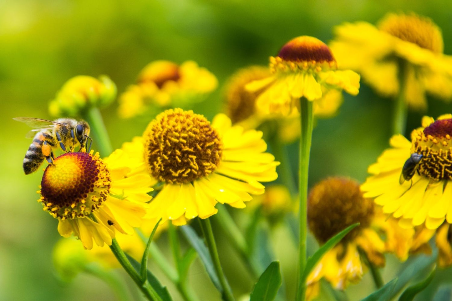 Helenium 'Wesergold' (Sonnenbraut)