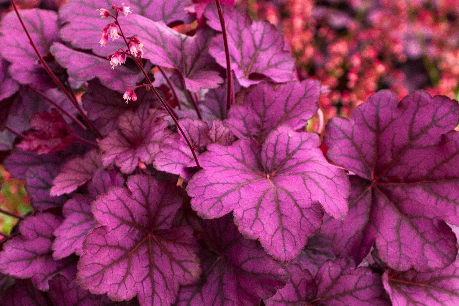 Heuchera 'Wild Rose' Purpurglöckchen