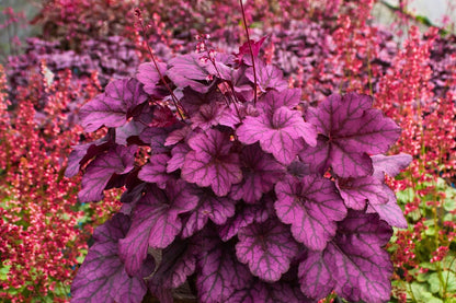 Heuchera 'Wild Rose' (Purpurglöckchen)