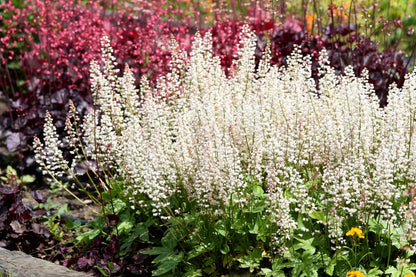 Heucherella 'White Revolution' ® Silberglöckchen