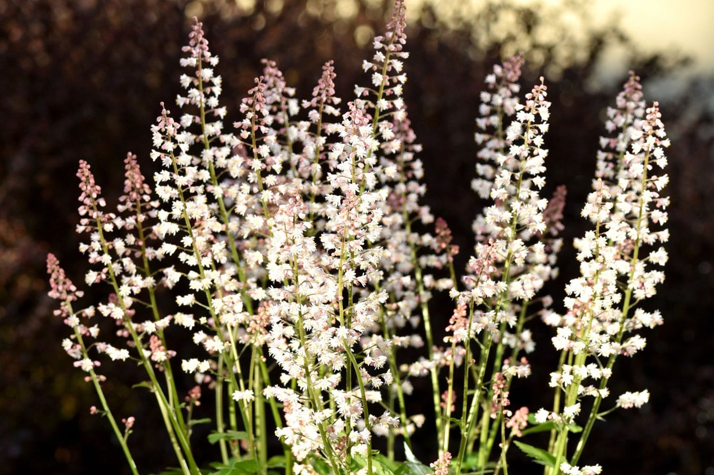 Heucherella 'White Revolution' ® (Silberglöckchen)