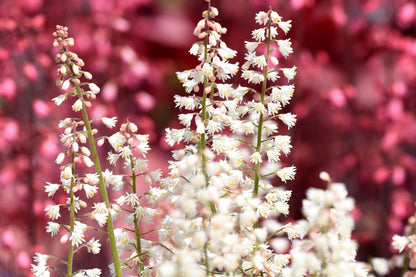 Heucherella 'White Revolution' ® (Silberglöckchen)